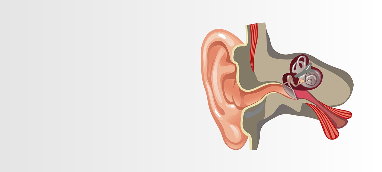 Anatomie des Ohres. Weitere Informationen zum Thema Hörverlust.