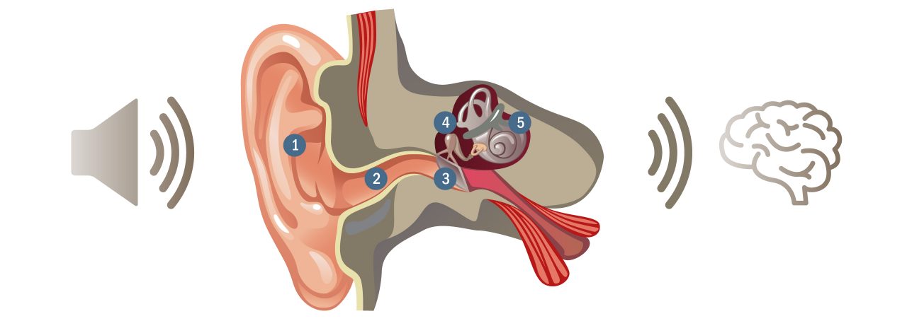 Anatomie des Ohres. Weitere Informationen zum Thema Hörverlust.