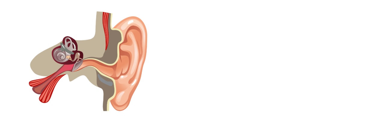 Anatomy of the ear